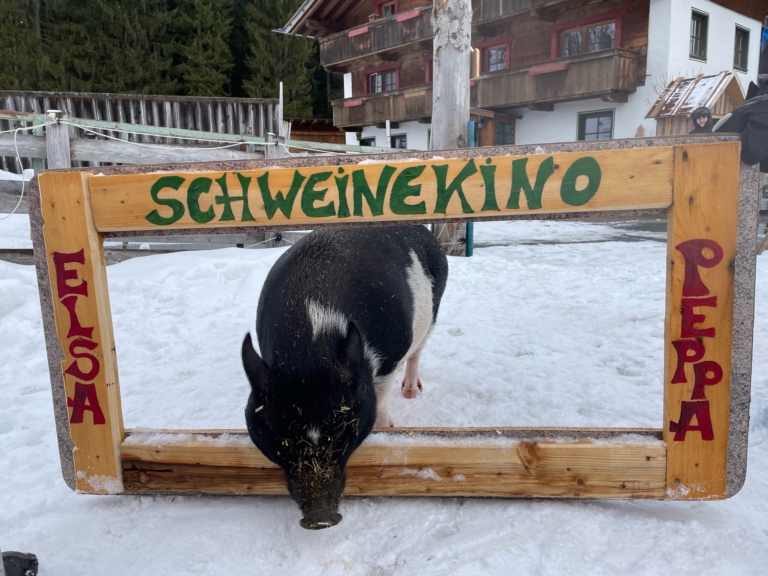 Schweinekino